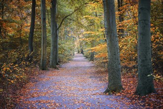 Footpath through an autumn forest with red and golden leaves, copy space, selected focus