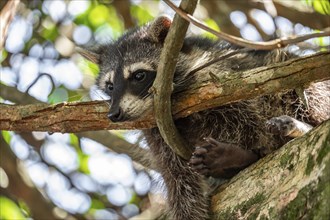 North American raccoon (Procyon lotor) sitting in a tree, Parque Nacional Cahuita, Costa Rica,