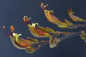 Flowers of New Zealand swamp flax, Phormium tenax, against a grey background