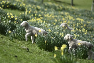 Spring lambs and sheep in a paddock of daffodils near Ikamatua, West Coast, New Zealand, Oceania