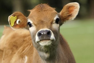 Cute Jersey calf, Westland, New Zealand, Oceania