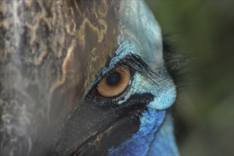 Portrait of cassowary, Casuarius casuarius, Queensland, Australia, Oceania