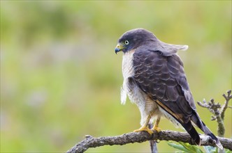 Beautiful Hawk-hawk bird or Roadside Hawk (Rupornis magnirostris) in a tree in the Brazilian