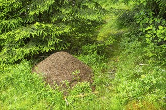 Wood ants (Formica rufa) anthill in a forest, Bavaria, Germany, Europe