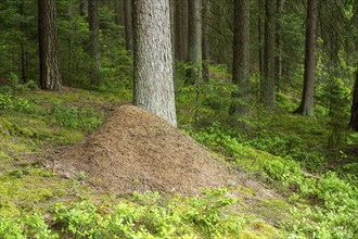 Wood ants (Formica rufa) anthill in a forest, Bavaria, Germany, Europe