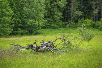 Old rotten tree lying on a meadow in spring, Bavaria, Germany, Europe