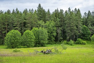 Old rotten tree lying on a meadow in spring, Bavaria, Germany, Europe