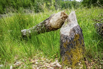 Close-up of a tree felled by a European beaver (Castor fiber) lying grass, Upper Palatinate,