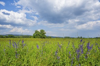 Meadow clary (Salvia pratensis) blossoms growing in a meadow, Bavaria, Germany, Europe