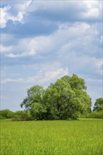 An old cradle (Salix fragilis) stands on a tall meadow, above it clouds in the sky near Pfatter,