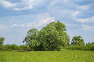 An old cradle (Salix fragilis) stands on a tall meadow, above it clouds in the sky near Pfatter,