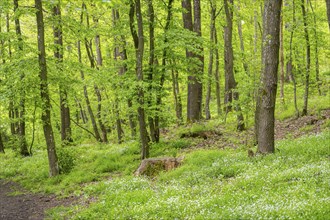 Greater stitchwort (Rabelera holostea) blossoms in a forest in spring, Bavaria, Germany, Europe