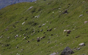 Sheep on alpine pasture, Alpine farming, Pinzgau