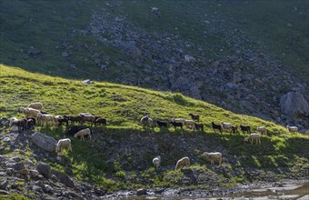 Sheep on the alpine pasture in Pinzgau