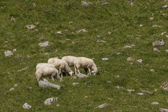 Sheep on the alpine pasture in Pinzgau