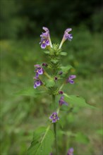 Flowering Stachys in the forest, summer, August, Schwäbisch-Franconian Forest Nature Park,