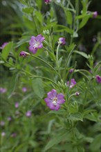 Great willowherb (Epilobium hirsutum), summer, August, Swabian-Franconian Forest nature park Park,