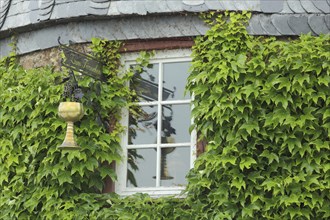 Sign with golden mug from the restaurant Zum Türmchen, window, mug, golden, reflection, ivy, plant