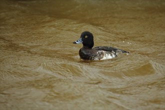 Female Tufted Duck (Aythya fuligula) in brown water with waves, storm, brown, wavy, Texel,