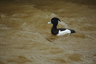 Male Tufted Duck (Aythya fuligula) in brown water with waves, storm, brown, wavy, Texel,