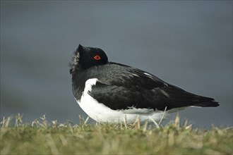 Oystercatcher (Haematopus ostralegus) lying in storm, windy, wind, Texel, Netherlands