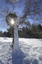 Bizarre warty birch (Betula pendula) backlit with snow in winter, bizarre, hole, see through,