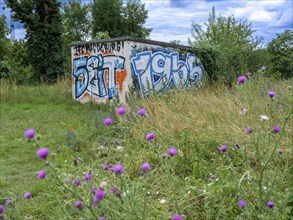 Graffiti 1. FC Magdeburg since 1965 on a wall at Jersleber See. In the European Cup, 1. FC