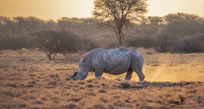 Southern white rhinoceros (Ceratotherium simum simum), in the evening light, Khama Rhino Sanctuary,