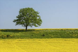 Lone tree by flowering rapeseed field at Ystad, Skane County, Sweden, Scandinavia, Europe