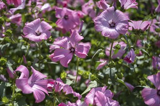 Summer poplar, (Malva trimestris) mallow, cup mallow, flowering time in June, July, Canton Thurgau,