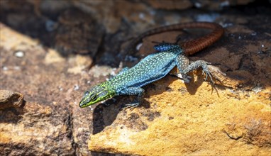 Flat-belted lizard (Platysaurus intermedius wilhelmi), colourful lizard on orange rock, Blyde River