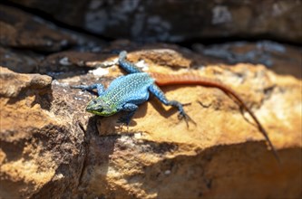 Flat-belted lizard (Platysaurus intermedius wilhelmi), colourful lizard on orange rock, Blyde River