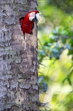 Red-and-green macaw (Ara chloropterus) Buraco das Araras Brazil#