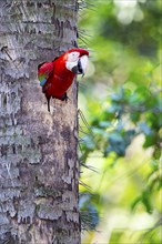 Red-and-green macaw (Ara chloropterus) Buraco das Araras Brazil#