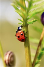 Beautiful ladybird (Coccinellidae) with water droplets, summer, Germany, Europe