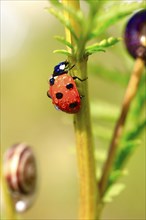 Beautiful ladybird (Coccinellidae) with water droplets, summer, Germany, Europe