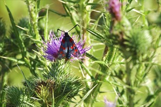 Zygaena filipendulae, Six-spotted Ragwort, July, Saxony, Germany, Europe