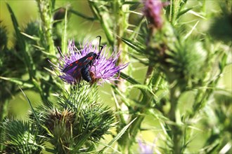 Zygaena filipendulae, Six-spotted Ragwort, July, Saxony, Germany, Europe