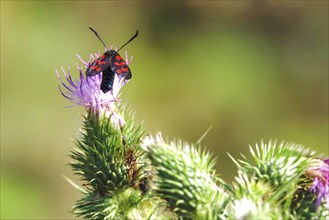 Zygaena filipendulae, Six-spotted Ragwort, July, Saxony, Germany, Europe