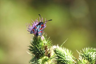 Zygaena filipendulae, Six-spotted Ragwort, July, Saxony, Germany, Europe