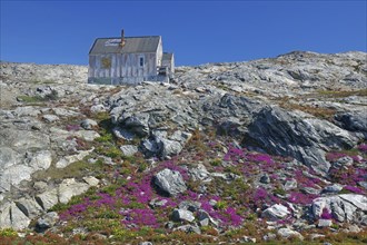 Simple hut on a hill with blooming flowers and rocky surroundings, blue sky, Tiniteqilaaq, East