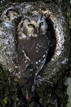 Tengmalm's owl (Aegolius funereus), Great Horned Owl, adult, on tree, alert, in autumn, at tree