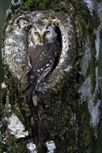 Tengmalm's owl (Aegolius funereus), Great Horned Owl, adult, on tree, alert, in autumn, at tree