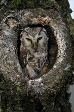 Tengmalm's owl (Aegolius funereus), Great Horned Owl, adult, on tree, alert, in autumn, looking out