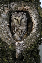 Tengmalm's owl (Aegolius funereus), Great Horned Owl, adult, on tree, alert, in autumn, looking out