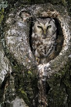 Tengmalm's owl (Aegolius funereus), Great Horned Owl, adult, on tree, alert, in autumn, looking out