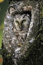 Tengmalm's owl (Aegolius funereus), Great Horned Owl, adult, on tree, alert, in autumn, looking out