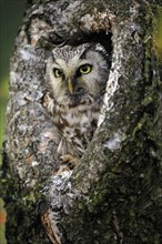 Tengmalm's owl (Aegolius funereus), Great Horned Owl, adult, on tree, alert, in autumn, looking out