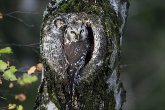 Tengmalm's owl (Aegolius funereus), Great Horned Owl, adult, on tree, alert, in autumn, at tree