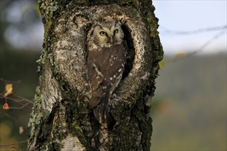 Tengmalm's owl (Aegolius funereus), Great Horned Owl, adult, on tree, alert, in autumn, at tree